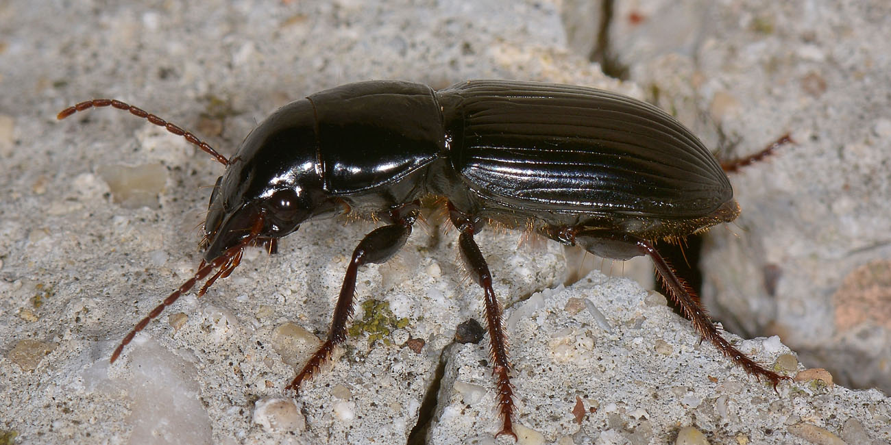 Carabidae: Acinopus picipes